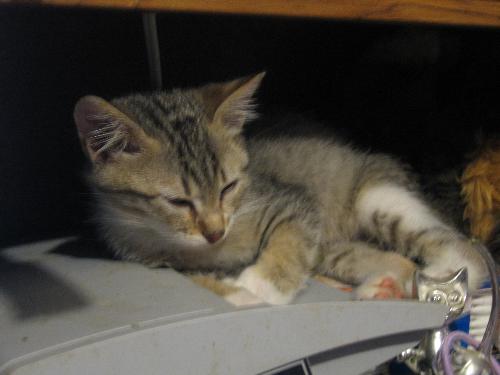 This is our Tony  - shortly after we got him
