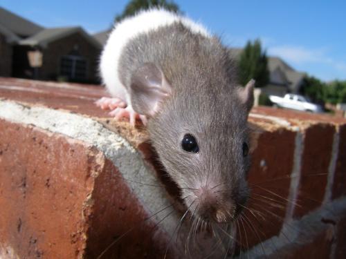 Mouse - Zoomed Mouse