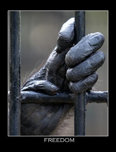 freedom - Freedom for everyone !!! PEACE !