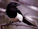 Shoot The Magpies - Why Do Magpies Make That Awful Noise