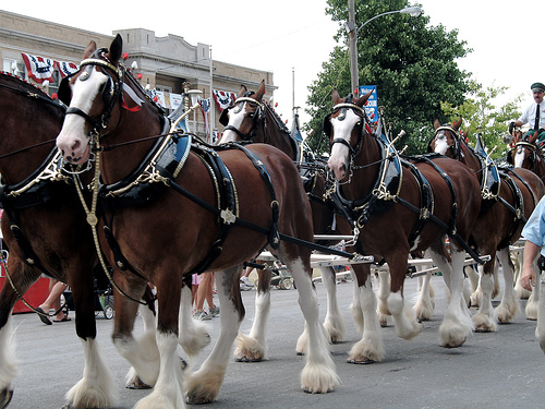 Anhueuser-Busch Clydesdales - World famous