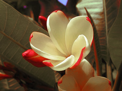 Flower i took picture of - It's just a simple flower that I took picture of. I actually do not know what it's called. Can you tell me?