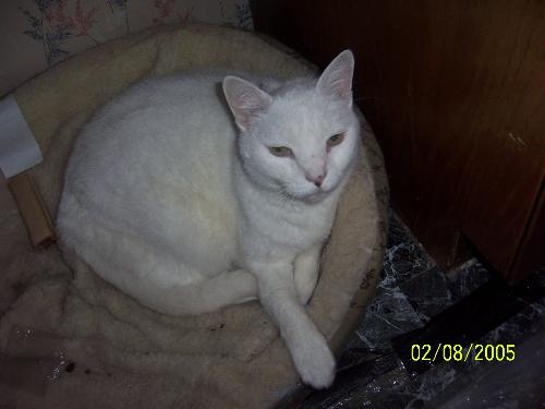 My cat, Lil Baby - I have loved this cat for 14 years - then we moved across town and two days later, she was gone and I haven't seen her since. It makes me sick to my stomach - I miss my kitty. People have told me she probably tried to get back to our old house or that someone probably took her in. Neither of those theories get it with me. I miss Lil Baby - I still drive around our new neighborhood calling her name & making that 'kissie' noise - just hoping!