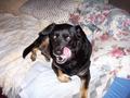 My mixed breed dog, Baby - Baby got her name because she really IS a big baby. People think she's mean and ferocious and are frightened of her, but she couldn't bust a grape! She's about 13 years old now and has a lot of gray hairs. Her coat has always smelled so good - never that doggy smell - but let me tell you, her breath could melt glass! Yuk! LOL