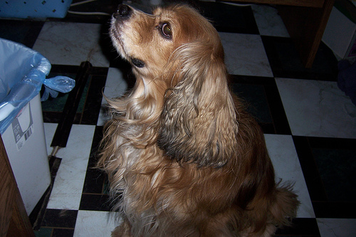 Sandy - Sandy is my newest, youngest 'child' - he's a 3 year old 'Blonde' cocker spaniel - and he's blonde in the human sense too - what a dingbat - he's always running into stuff and is constantly up under me and making me step on him! But he is so very loveable and always wants to play. His only drawback is that hair (It grows so darn fast!) - he gets ticks often I guess 'cos he's short too and he constantly 'dunks' his long ears in his water bowl and in his food!