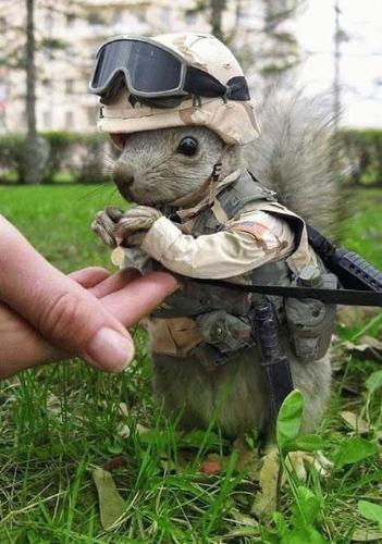 Cute little squirrel  - Army dressed squirrel 