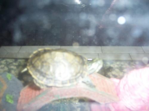 Either Frick or Frack - This is one of my daughter's red ear slider turtles. I swear they think they are dogs - whenever hey see me coming (they think it's to feed them) they jump down off the rock or 'bed' they're on and dive into the water and bolt over to the glass and try climbing up (and sliding down!) - but, whooooeee, they sure do stink! I'm constantly changing their water - but they still crack me up!