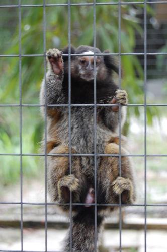 monkey - I dunno what type of monkey this is but it's my neighbor's monkey:)