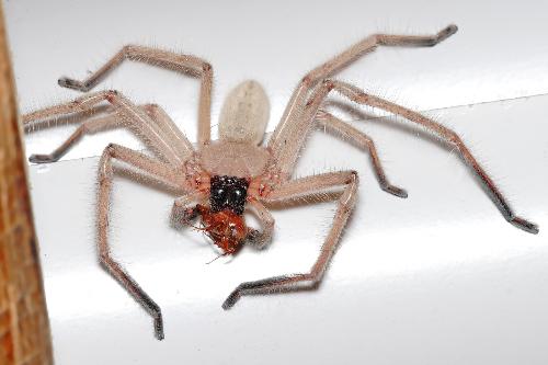 Huntsman Spider - The Huntsman Spider is very common in Australia. They are not venomous.
