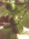 my favorite fruit - i love guava very much, it is one of the most memorable fruit of my life coz i used to steal in my lola's backyard lol.