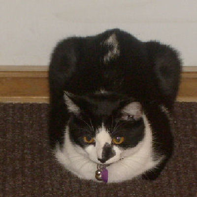 Moo Moo  - My cat yea he sits like a turkey