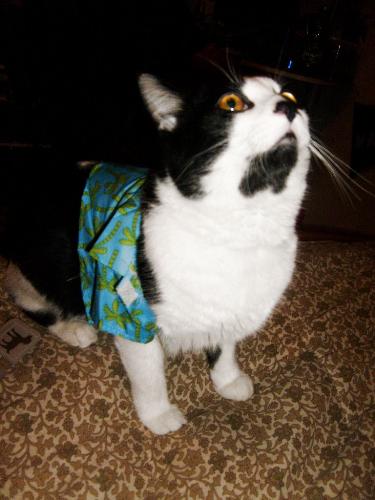 My cat - moo moo 