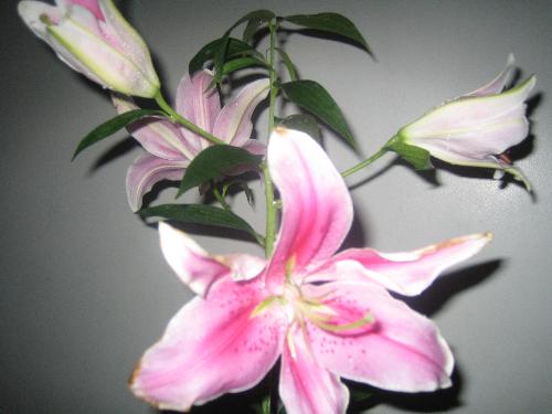 Simplicity is Beauty - This is a stargazer flower. It's simplicity makes it all the more beautiful. :)