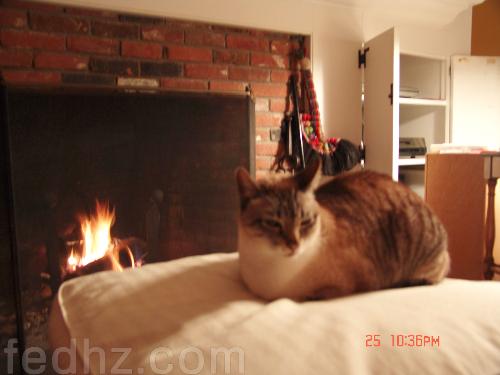 chillin' out, or heating up - cat's chilling out on the bed... warming up i guess... hehe! nice shot. i love this one.