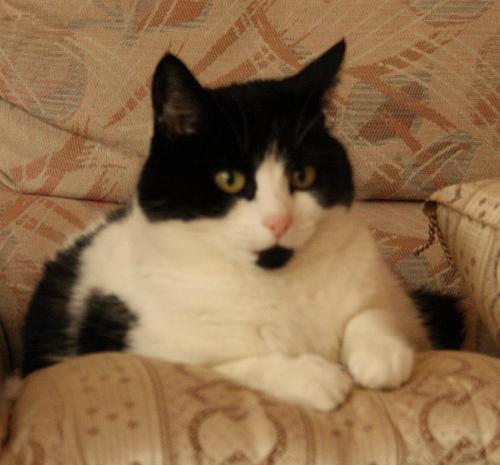 Stumpy - stumpy my little cat, my baby