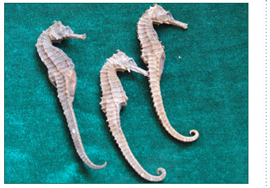 Hippocampus - Hippocampus is a kind of traditional Chinese medicine raw materials