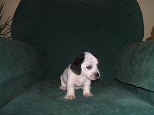 puppy or a doll! - This is one of my puppys, my dog had six.