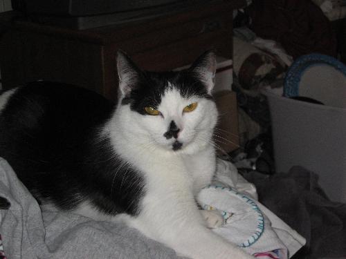 Carlye Cat - My cute black and white bicolor kitty.