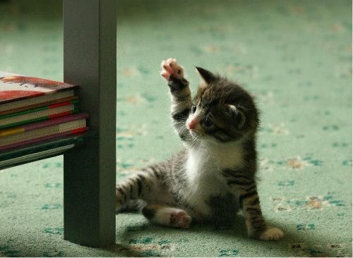 nice pic... - hi 5!!!:)