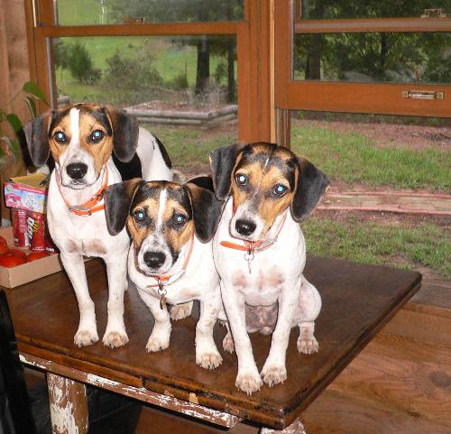 Angelo, Diablo, Julie - Three of my dogs.