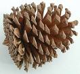 Short pine cone - This will be the head of an owl.