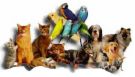 Pets - Cute dogs and cats