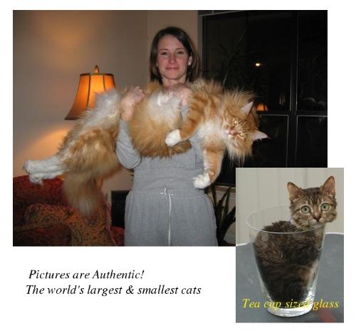 Large vs Small! - Here is the pics of the largest and the smallest housecats ever.