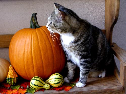 Andre and the pumpkins - My cat being totally uncooperative.