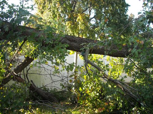 Half the tree fell - This pic shows where the bulk of the tree landed on top of the clothesline pole. If it wasn't there to block it, it would have landed ON the house.