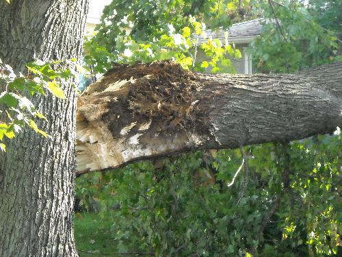 Where the tree broke - This shows where half of the tree broke. At the top, it is rotted so I imagine that where it was rotted and the weight of that part is what caused it to come down.