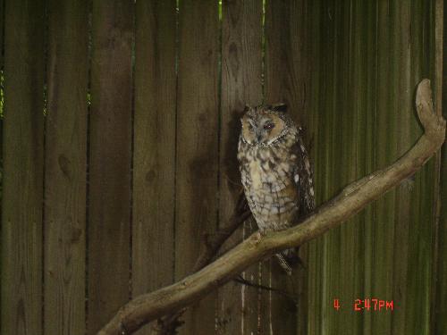 Owl - This is a picture of an owl taken at the zoo inside Hershey Park.