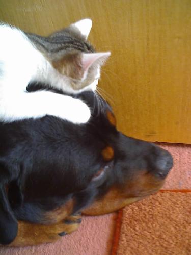 kitten on the dogs head........................... - kitten on the dogs head