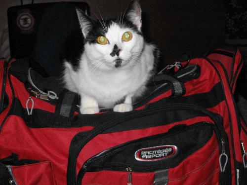 Where Are We Going - Carlye Cat on my packed bag.