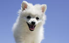 dog - so cute so white so tiny...