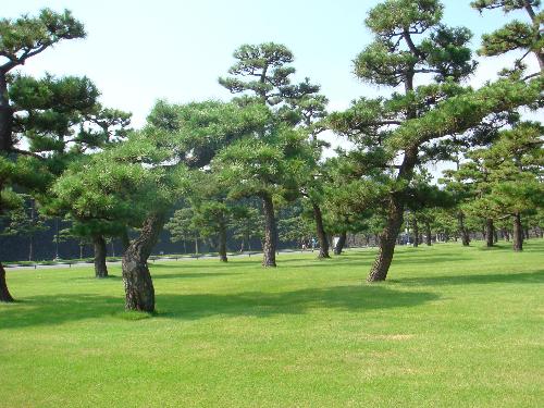 Park in Japan - This is near the emperor's palace in Japan