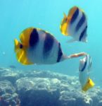 Fish - The fish