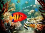 colourful fish - fish and view