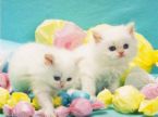 cat - the kittie