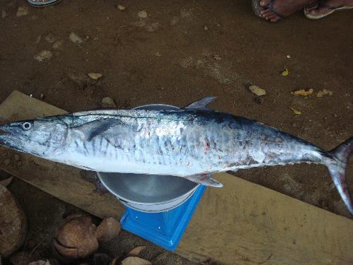 fish - love to eat fish.... weighing fish....