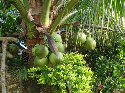 coconut tree - the coconut tree of the philippines