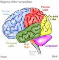 Brain  - Human Brain ......with different parts