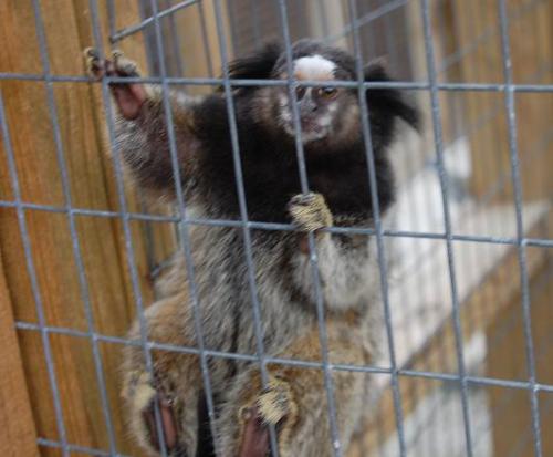 monkey - neighbor's monkey