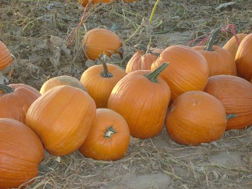 In the Pumpkin Patch, 2008 - Every year our family goes out to Pantaleo Farms. We are able to pick our own pumpkins from the field, which is our favorite thing to do. We all get at least one, then sit down and carve them as a family. They have other things to do out there as well. They have food, chile roasting, a bounce house, a corn maze, a inflatable Spoook House, A HUGE inflatable slide, a petting zoo, horse rides, hay rids, a bonfire every night. It's so much fun for the entire family.