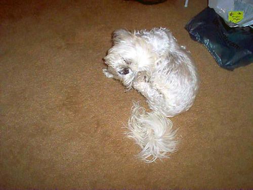RIP Muffin - RIP my dear sweet Muffin You will never be forgotten 03.18.92-11.13.06