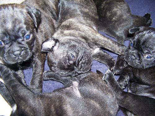 Bugg Puppy Litter -  Here is a picture of our last litter of bugg puppies. 3 boys and 3 girls. 4 Brindle and 2 reverse brindle in coloring. They are just starting to really move around in this picture.