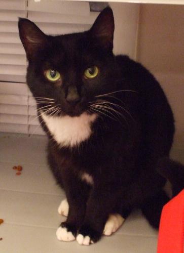 Lacy - This is my sweet Lacy kitty, gone to be with God now.