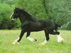 black horses - wat does it denotes