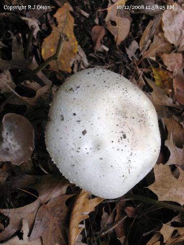 Wilod Mushroom - Taken at SpringBrook Nature Center Minnesota.