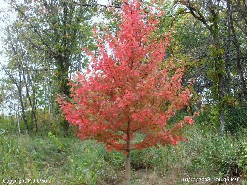 Lonesome Red - A lone red leafed tree
