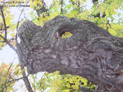 Dragon Tree? - Looks like a smashed nose on a dragon to me.
